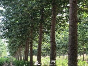 河南周口：培育出不飞絮的杨树新品种