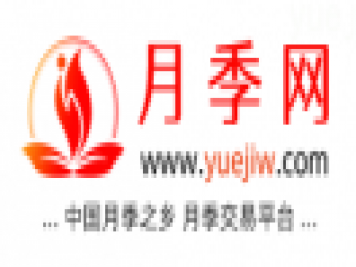 中国上海龙凤419，月季品种介绍和养护知识分享专业网站